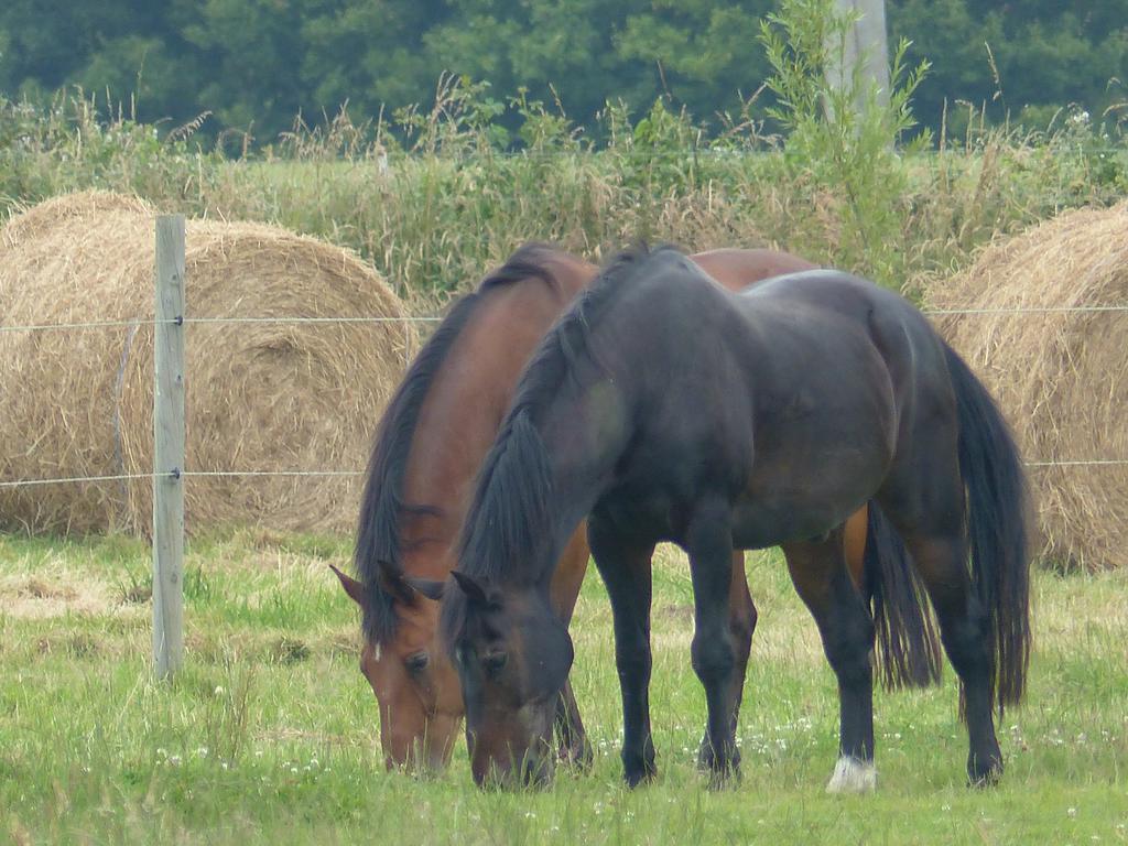 Paardenhof Guesthouse Esquelbecq Luaran gambar